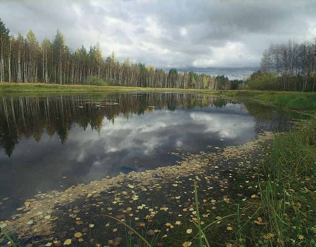 Siberian Taiga Russia